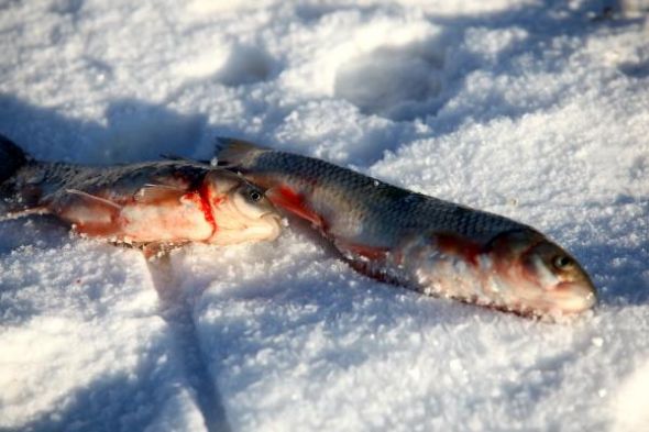 Buzda balık avı