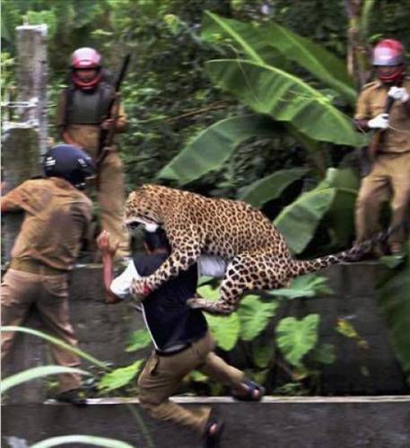Vahşi hayvanların insanlara saldırısı