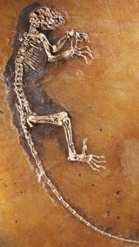 Bu göreceğiniz fosil tam 46 milyon yaşında!