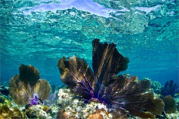 Dünyanın yüzülecek en temiz denizleri