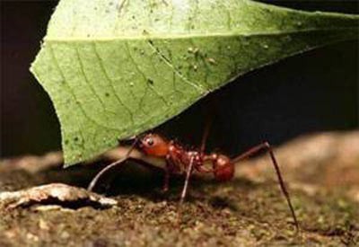 Karıncalar hakkında şaşırtan bilgiler