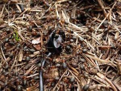 Karıncalar hakkında şaşırtan bilgiler