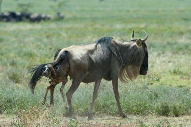Tanzanya'da bir antilop doğduğu gibi yem oldu