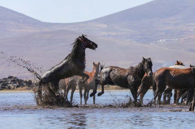 Erciyes eteklerinde Yılkı Atları!