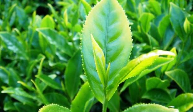 Organik çay üretimine geçiş 2018de