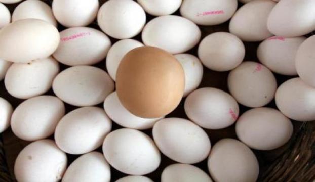 Yumurta üretimi 15 milyarı aştı