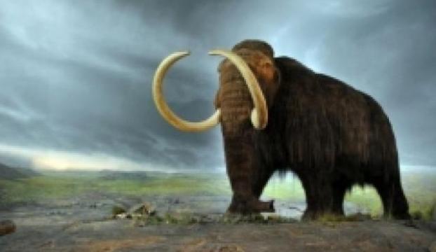 40.000 yıllık Mamut klonlanacak mı?