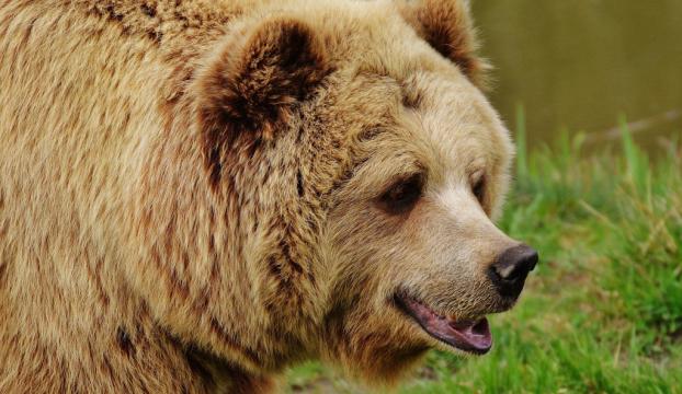 Erzurumda ayı saldırısına uğrayan bir kişi öldü
