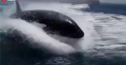 Katil balinalar tekne kovaladı