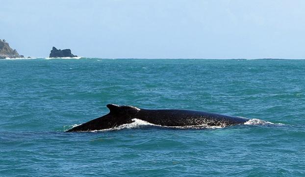 Avustralyada 150 balina karaya vurdu