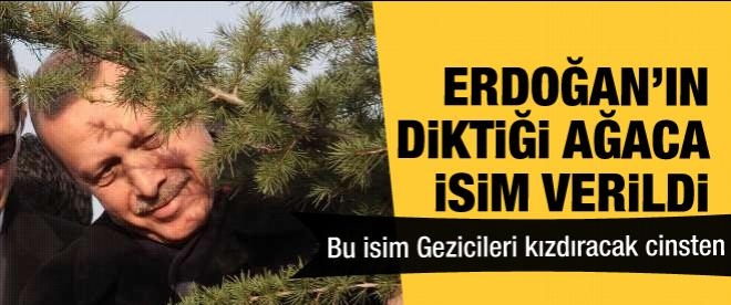 Erdoğan'ın diktiği ağaca isim verildi
