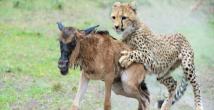 Tanzanya'da bir antilop doğduğu gibi yem oldu