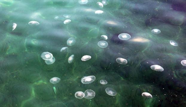 Marmara Denizinde denizanası sayısındaki artış vatandaşları da şaşırttı
