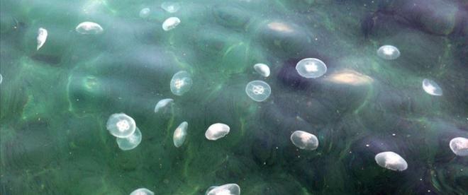 Marmara Denizinde denizanası sayısındaki artış vatandaşları da şaşırttı