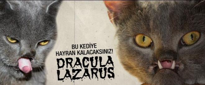 Drakula lakaplı kedi 'Lazarus'