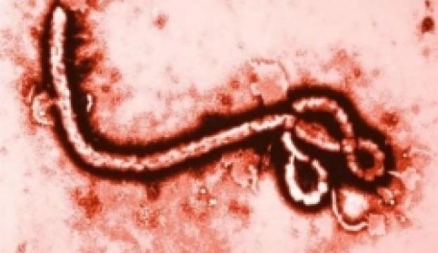Ebolayı 15 dakikada teşhis edin!