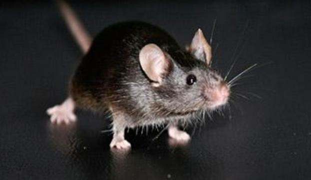 İnsanlar binlerce yıldır farelerle yaşıyor