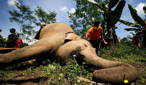 Bangladeşte 3 günde 3 fil ölü bulundu