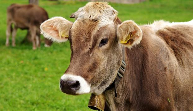 Toplanan inek sütü miktarı azaldı