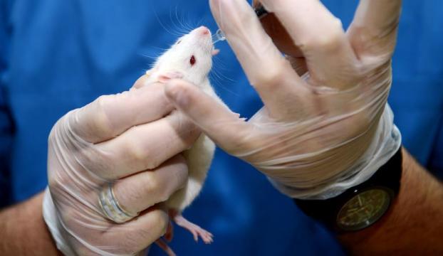Bilim insanları fare kafası nakli yaptı!