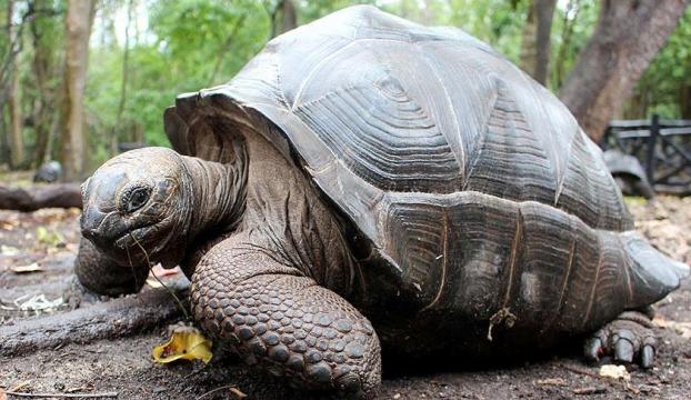 100 yaşındaki kaplumbağayı çaldılar