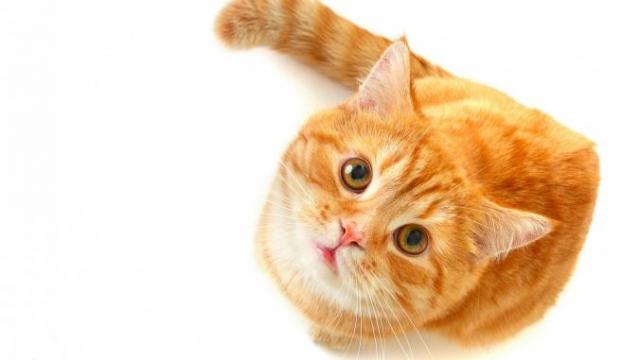 Hollandada 2 yıl önce kaybolan kedi Belçikada ortaya çıktı