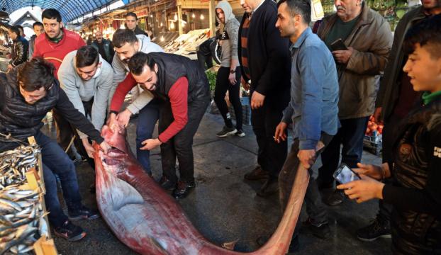 Mersinde 4 metrelik köpek balığı yakalandı