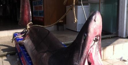 İstanbul’da 1 tonluk köpek balığı
