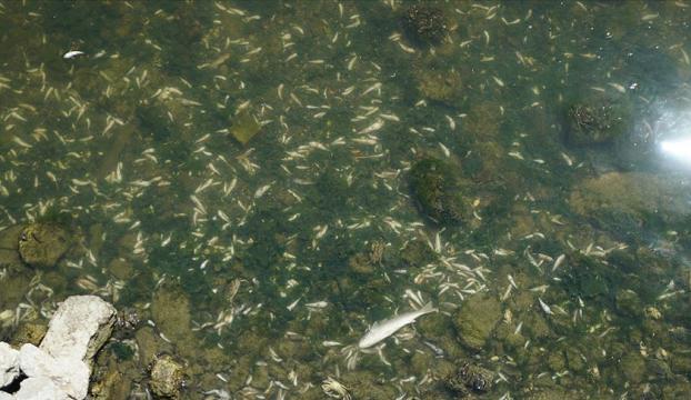 Küçükçekmecedeki balık ölümleri