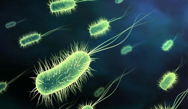 Belçika hastanelerinde binlerce kişi hastane mikrobu kaptı