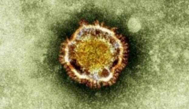 Karsta MERS virüsü paniği