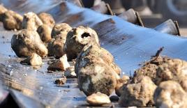 Bakan Pakdemirli: "Pancar ve şeker üretiminde tüm zamanların rekoru kırıldı"