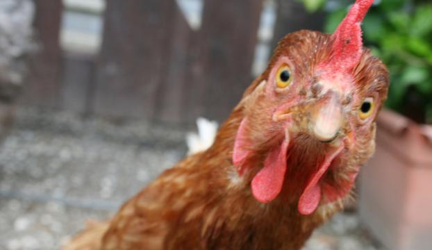 Komşunun bahçesine giren tavuklara 250 lira ceza