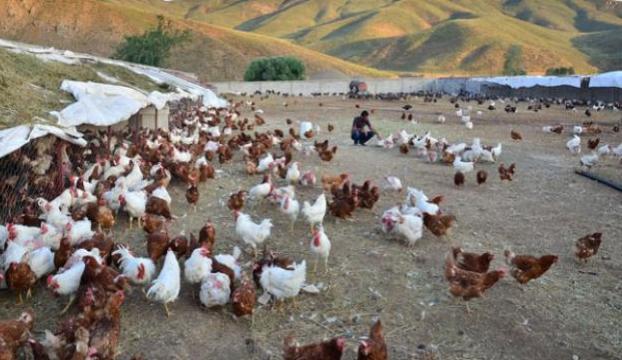 Tavuk üretimi azaldı