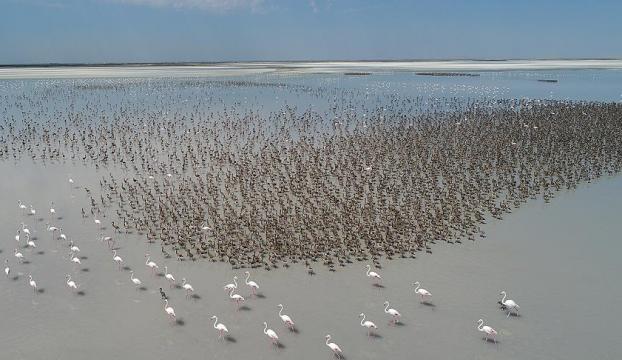 Tuz Gölünde yavru flamingolar ölüyor