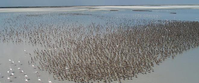 Tuz Gölü'nde yavru flamingolar ölüyor
