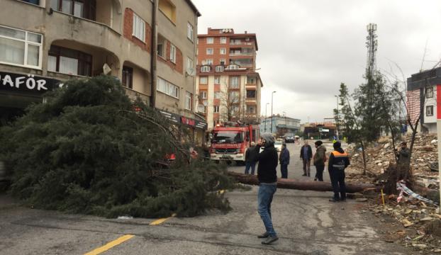 İstanbul Ümraniyede fırtına ağacı devirdi