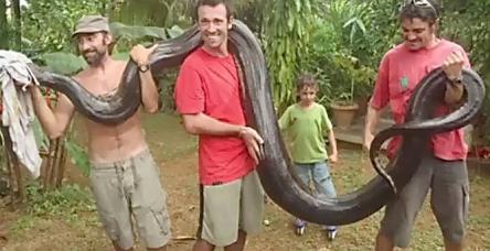 5 metrelik dev anakondayı elleriyla yakaladı