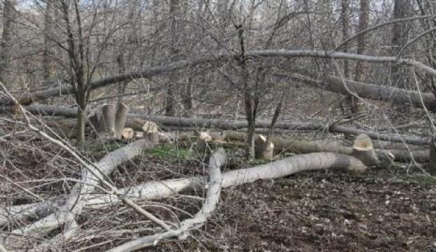 Yüksek gerilim hattı için 240 ağaç kesildi